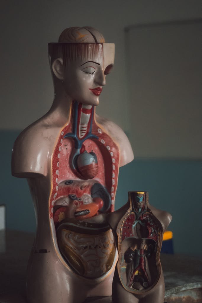 Detailed anatomical torso models showcasing internal organs for educational purposes.